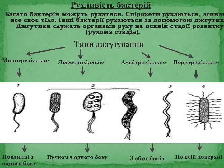 Рухливість бактерій Багато бактерій можуть рухатися. Спірохети рухаються, згинаю все своє тіло. Інші бактерії