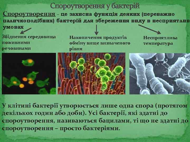 Спороутворення у бактерій Спороутворення – це захисна функція деяких (переважно паличкоподібних) бактерій для збереження