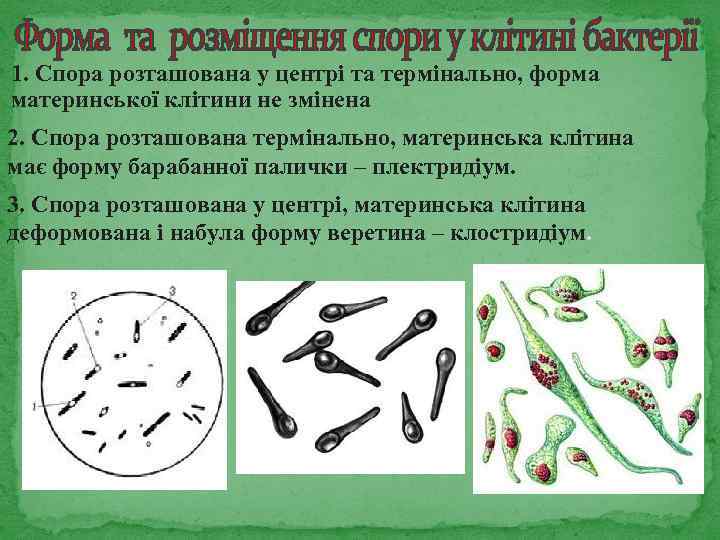 1. Спора розташована у центрі та термінально, форма материнської клітини не змінена 2. Спора