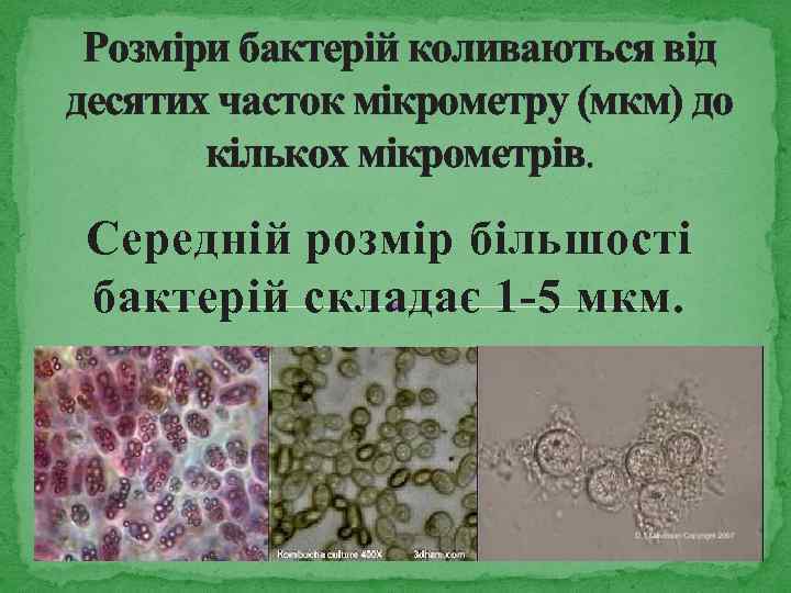 Розміри бактерій коливаються від десятих часток мікрометру (мкм) до кількох мікрометрів. Середній розмір більшості