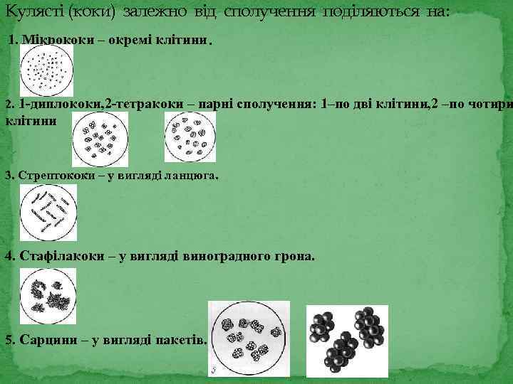 Кулясті (коки) залежно від сполучення поділяються на: 1. Мікрококи – окремі клітини. 2. 1