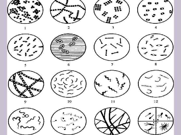 Какие формы бактерий изображены на рисунках