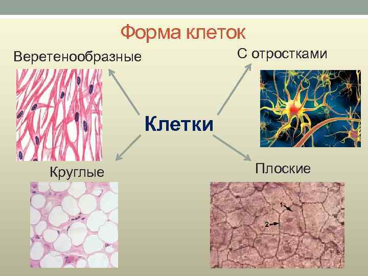 Форма клеток С отростками Веретенообразные Клетки Круглые Плоские 