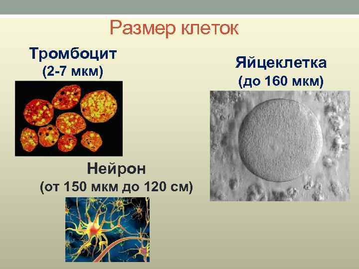 Размер клеток Тромбоцит (2 -7 мкм) Нейрон (от 150 мкм до 120 см) Яйцеклетка