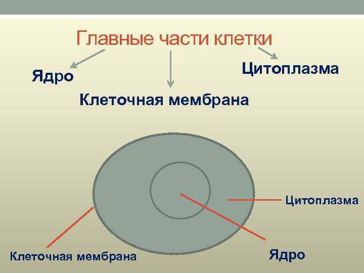 Главные части клетки Цитоплазма Ядро Клеточная мембрана Цитоплазма Клеточная мембрана Ядро 