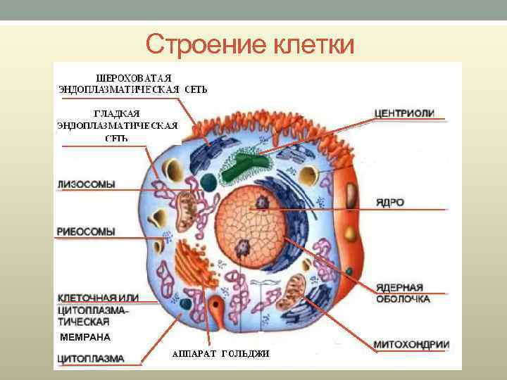 Строение клетки МЕМРАНА 