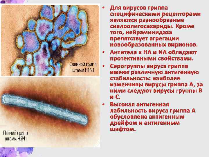  • Для вирусов гриппа специфическими рецепторами являются разнообразные сиалоолигосахариды. Кроме того, нейраминидаза препятствует