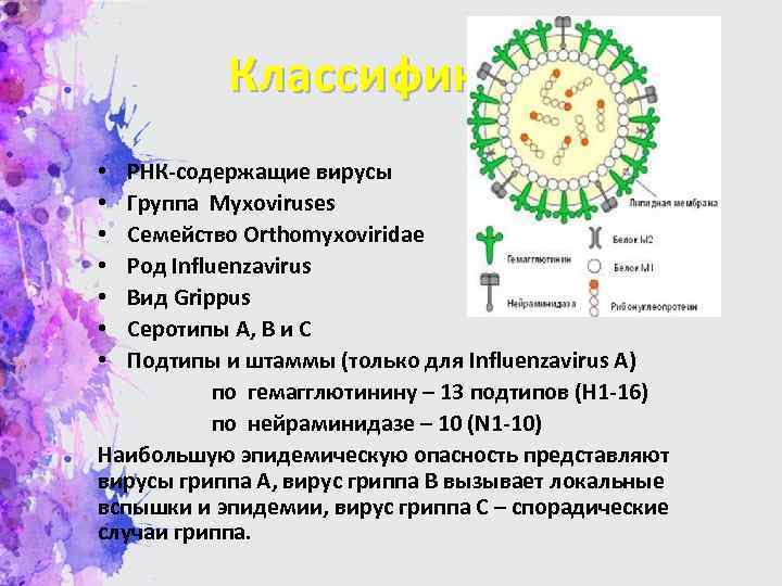 Классификация • РНК-содержащие вирусы • Группа Myxoviruses • Семейство Orthomyxoviridae • Род Influenzavirus