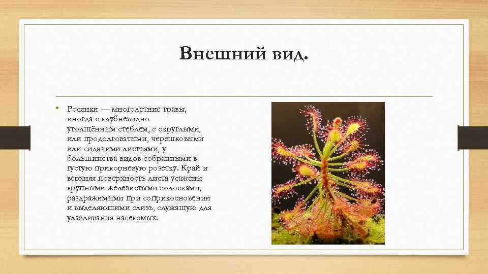 Внешний вид. • Росянки — многолетние травы, иногда с клубневидно утолщённым стеблем, с округлыми,