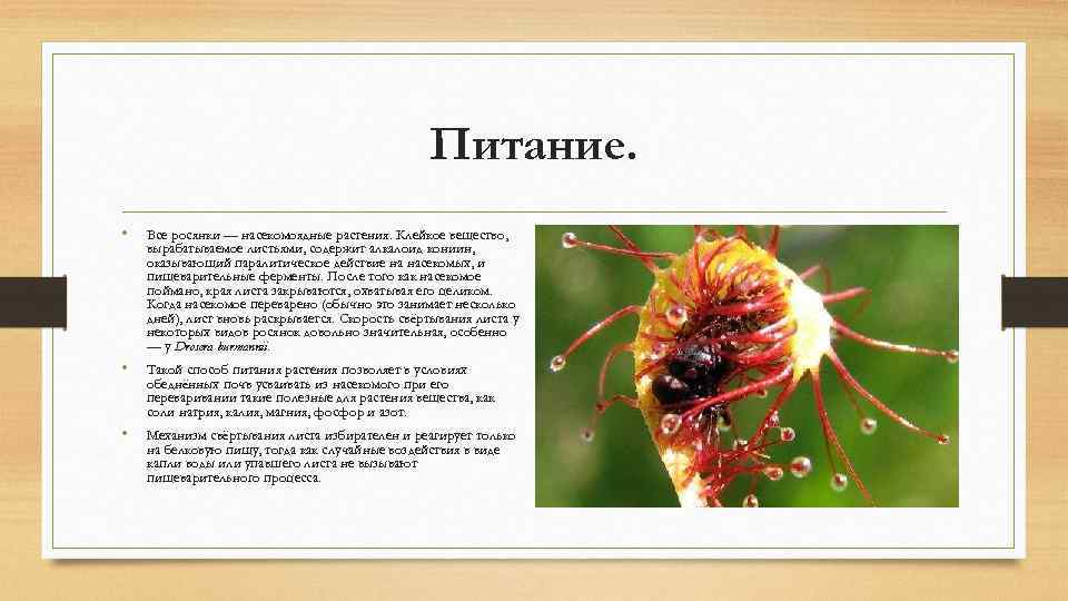 Питание. • Все росянки — насекомоядные растения. Клейкое вещество, вырабатываемое листьями, содержит алкалоид кониин,