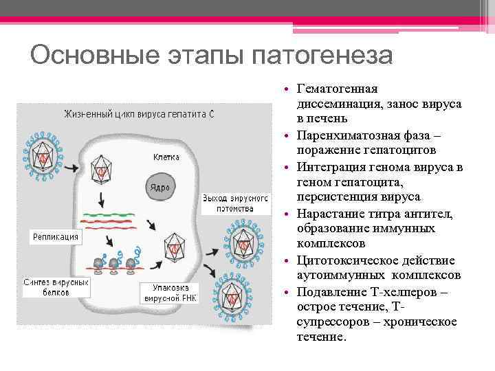 Основные этапы патогенеза • Гематогенная диссеминация, занос вируса в печень • Паренхиматозная фаза –