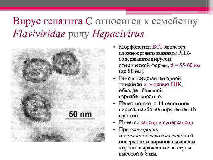 Вирус гепатита С относится к семейству Flaviviridae роду Hepacivirus • Морфология: ВСГ является сложноорганизованным