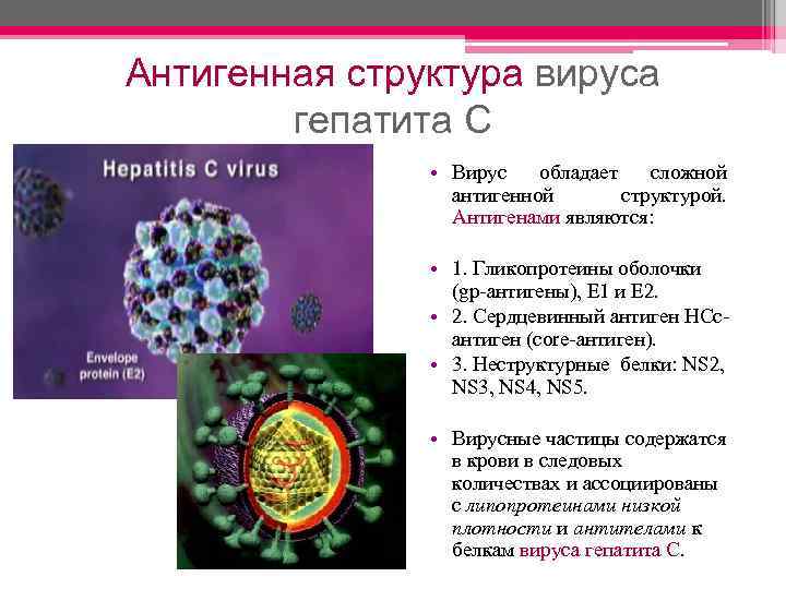 Антигенная структура вируса гепатита С • Вирус обладает сложной антигенной структурой. Антигенами являются: •