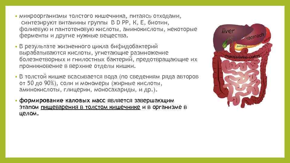  • микроорганизмы толстого кишечника, питаясь отходами, синтезируют витамины группы B D PP, К,