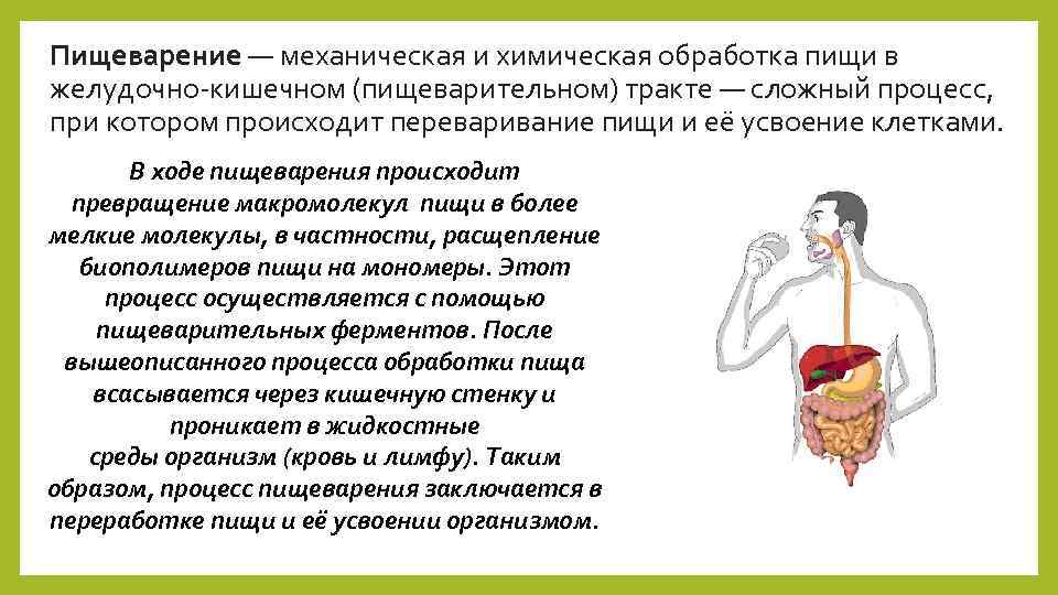 Пищеварение — механическая и химическая обработка пищи в желудочно-кишечном (пищеварительном) тракте — сложный процесс,