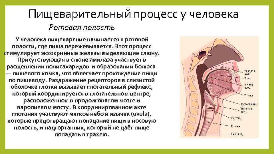 Пищеварительный процесс у человека Ротовая полость У человека пищеварение начинается в ротовой полости, где