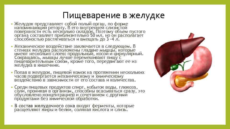 Пищеварение в желудке • Желудок представляет собой полый орган, по форме напоминающий реторту. В