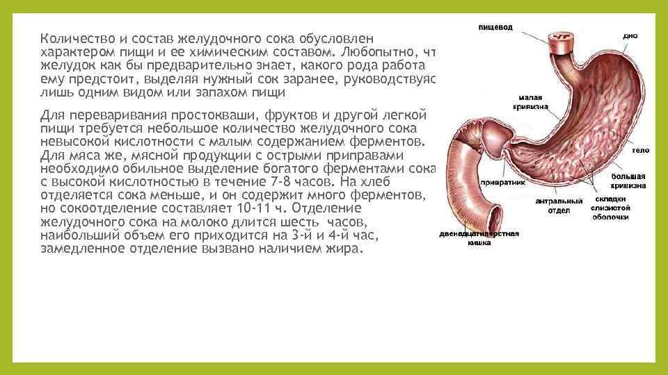 Количество и состав желудочного сока обусловлен характером пищи и ее химическим составом. Любопытно, что