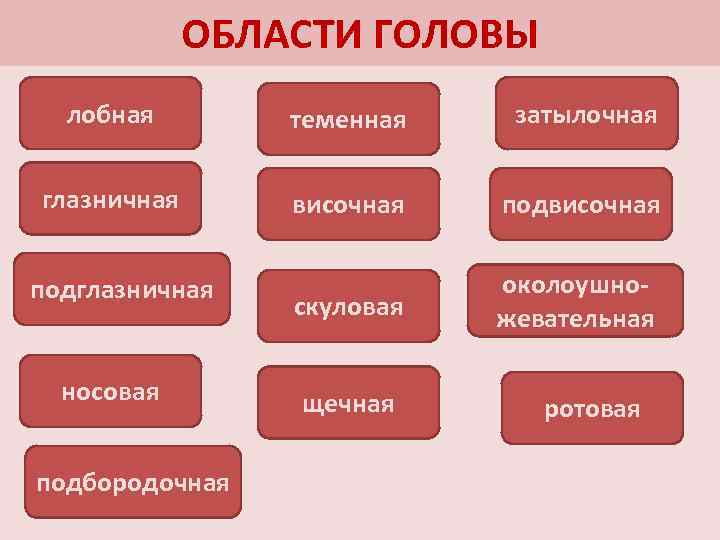 ОБЛАСТИ ГОЛОВЫ лобная теменная затылочная глазничная височная подвисочная скуловая околоушножевательная подглазничная носовая подбородочная щечная