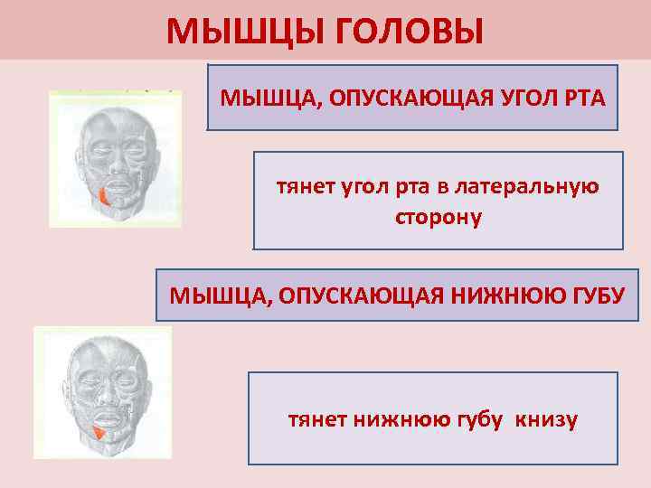 МЫШЦЫ ГОЛОВЫ МЫШЦА, ОПУСКАЮЩАЯ УГОЛ РТА тянет угол рта в латеральную сторону МЫШЦА, ОПУСКАЮЩАЯ