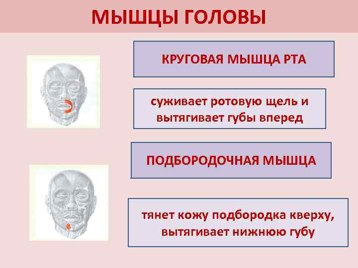 МЫШЦЫ ГОЛОВЫ КРУГОВАЯ МЫШЦА РТА суживает ротовую щель и вытягивает губы вперед ПОДБОРОДОЧНАЯ МЫШЦА