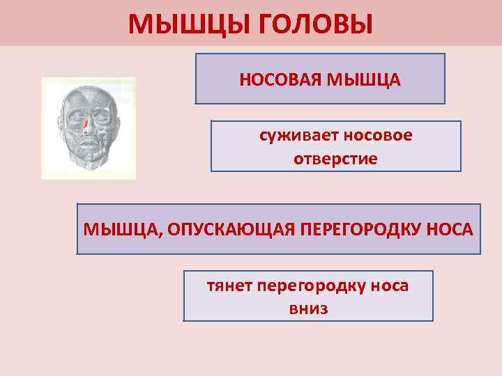 МЫШЦЫ ГОЛОВЫ НОСОВАЯ МЫШЦА суживает носовое отверстие МЫШЦА, ОПУСКАЮЩАЯ ПЕРЕГОРОДКУ НОСА тянет перегородку носа