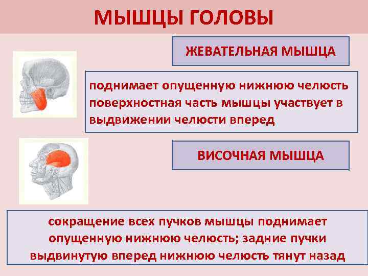 МЫШЦЫ ГОЛОВЫ ЖЕВАТЕЛЬНАЯ МЫШЦА поднимает опущенную нижнюю челюсть поверхностная часть мышцы участвует в выдвижении