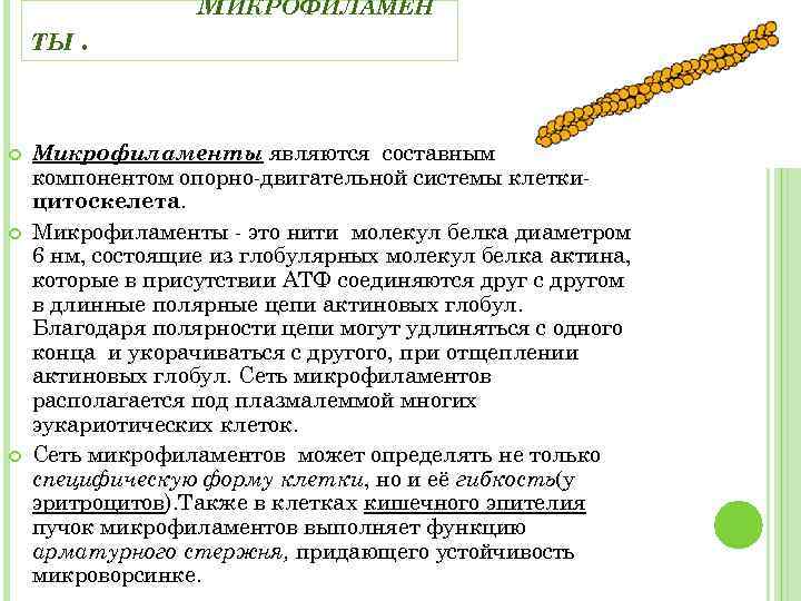 ТЫ . МИКРОФИЛАМЕН Микрофиламенты являются составным компонентом опорно-двигательной системы клеткицитоскелета. Микрофиламенты - это нити