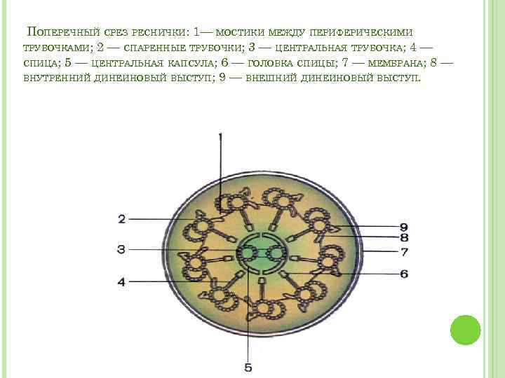 С помощью жгутиков и ресничек