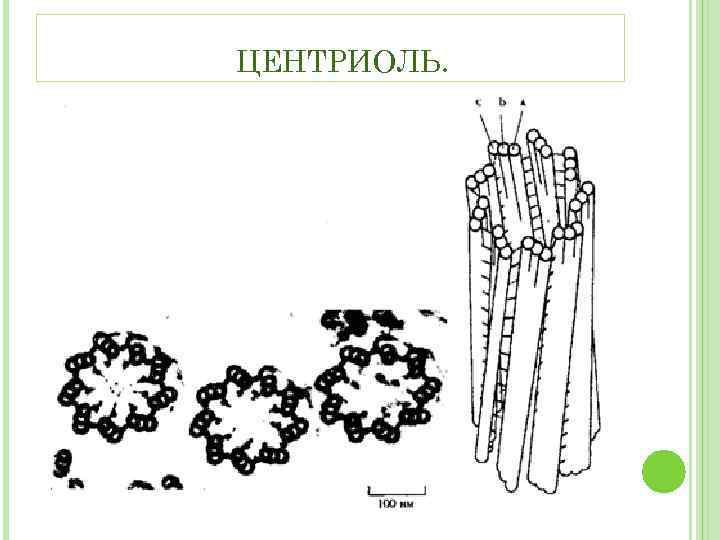 Деление центриолей