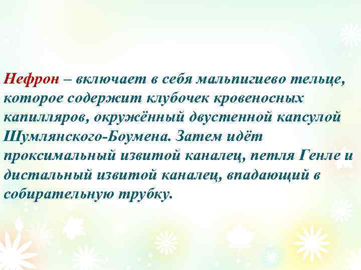 Нефрон – включает в себя мальпигиево тельце, которое содержит клубочек кровеносных капилляров, окружённый двустенной