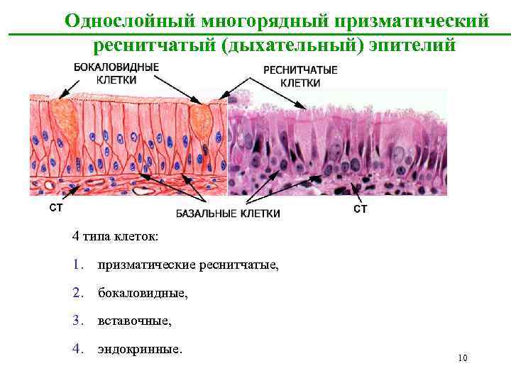 Однослойный многорядный призматический реснитчатый (дыхательный) эпителий 4 типа клеток: 1. призматические реснитчатые, 2. бокаловидные,