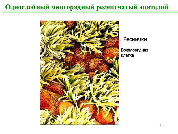 Однослойный многорядный реснитчатый эпителий 11 