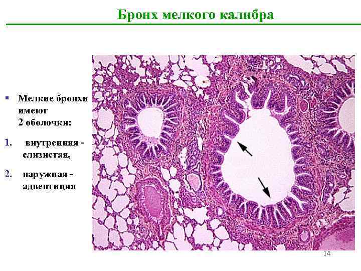 Бронх мелкого калибра § Мелкие бронхи имеют 2 оболочки: 1. внутренняя слизистая, 2. наружная