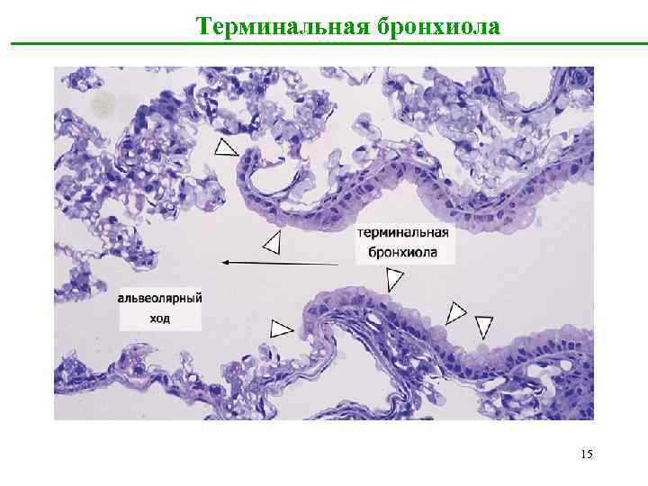 Терминальная бронхиола 15 