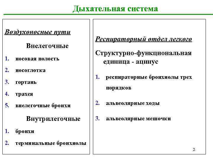 Воздухоносные пути таблица. Внутрилегочные воздухоносные пути: классификация, строение. Воздухоносные пути дыхательной системы. Строение и функции воздухоносных путей. Воздухоносные и респираторные органы выполняемые функции.