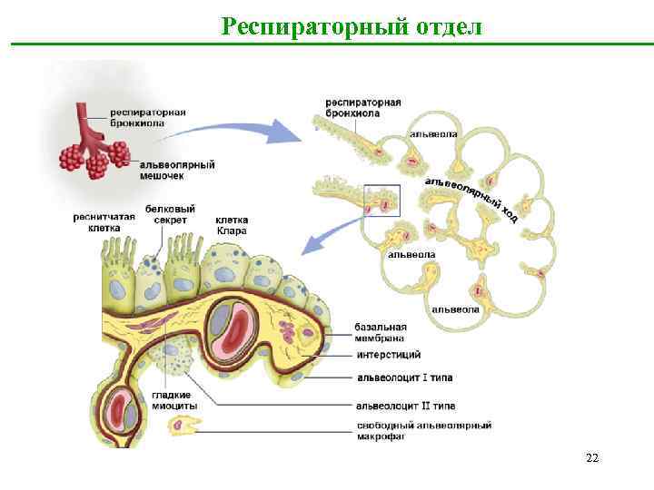 Респираторный отдел 22 