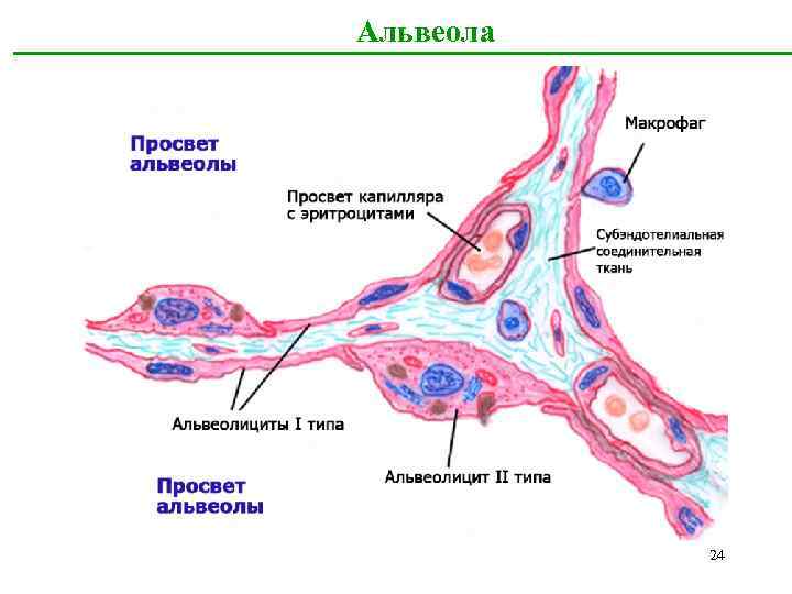 Альвеола 24 