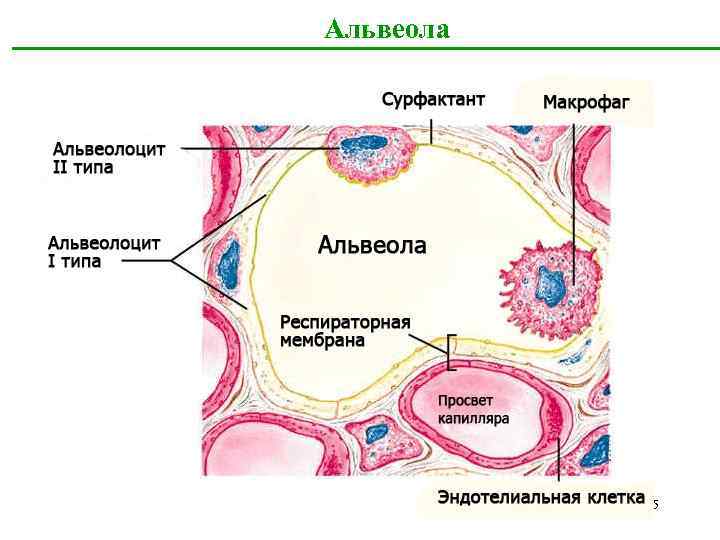 Альвеола 25 