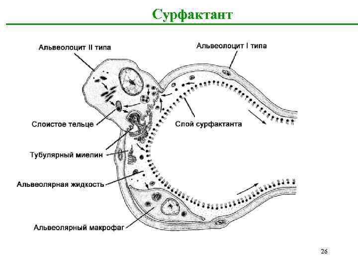 Сурфактант 26 