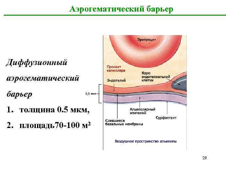 Аэрогематический барьер гистология рисунок