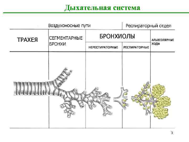 Дыхательная система 3 