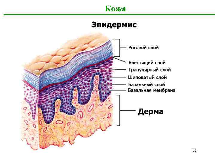 Кожа 31 