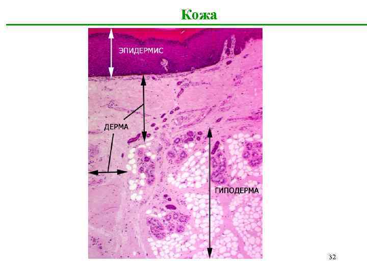 Кожа 32 