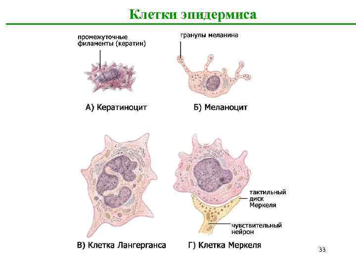 Клетки эпидермиса 33 