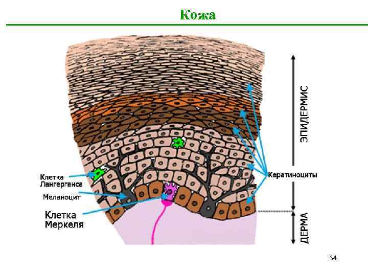 Кожа 34 