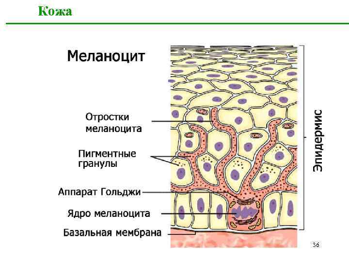 В каком слое кожи синтезируется пигмент меланин. Строение эпидермиса меланоциты. Строение кожи меланоциты. Меланоциты эпидермиса кожи. Пигментные клетки меланоциты.