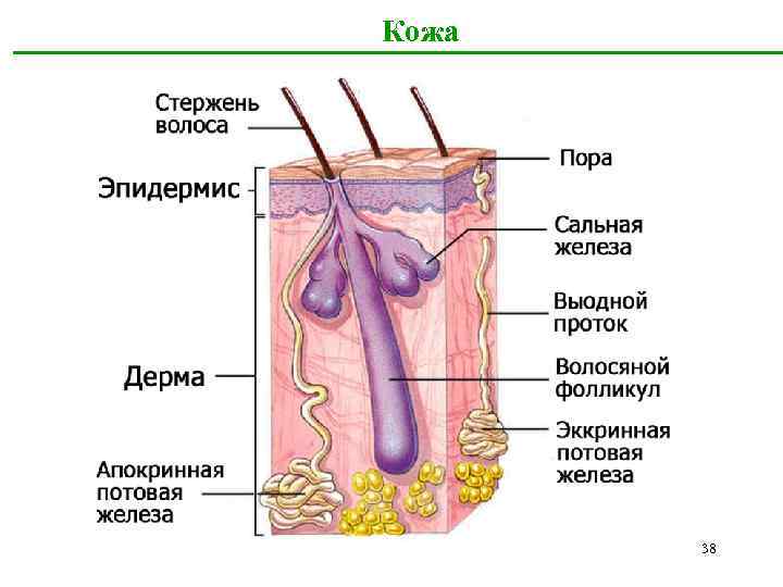 Кожа 38 