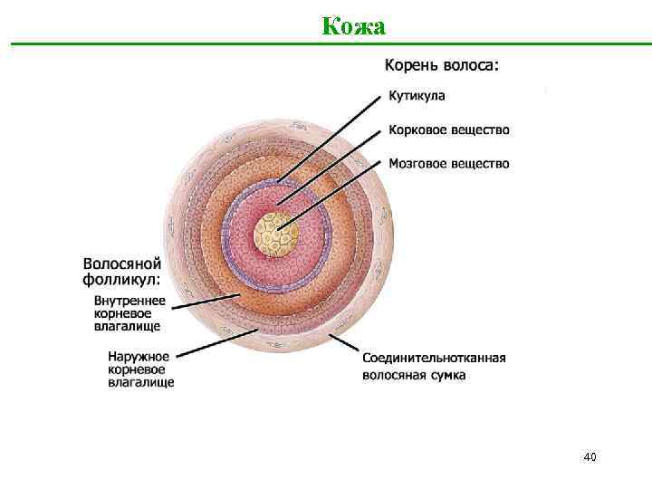 Кожа 40 