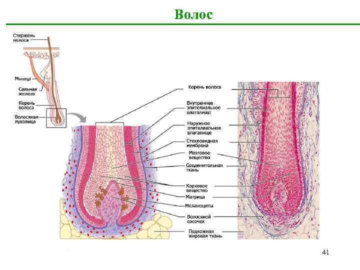 Волос 41 